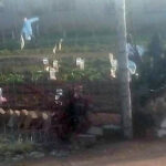 Wasteland Turned Into Vegetable Garden